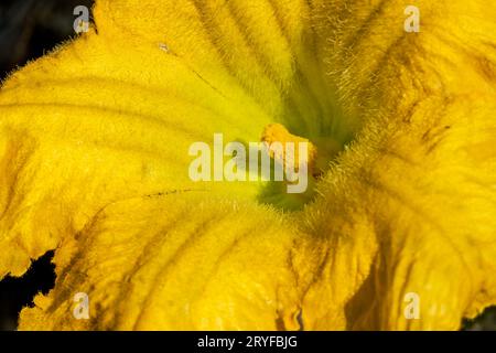 Issaquah, Washington, USA. Nahaufnahme einer Butternusskürbis-Blüte. Stockfoto