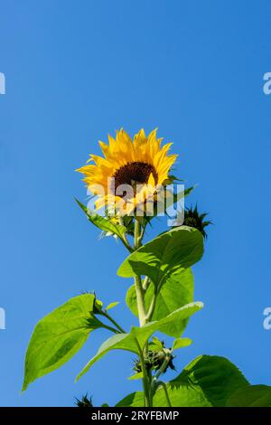 Issaquah, Washington, USA. Gewöhnliche Sonnenblume vor blauem Himmel. Stockfoto