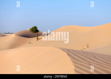 Einsamer Baum in der Wüste der VAE, versteckt in den Sanddünen Stockfoto