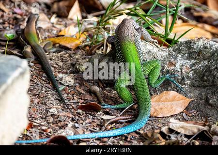 Bunte Ameiva ameiva südamerikanische Grundidechse aus nächster Nähe Stockfoto