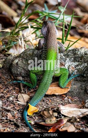 Bunte Ameiva ameiva südamerikanische Grundidechse aus nächster Nähe Stockfoto