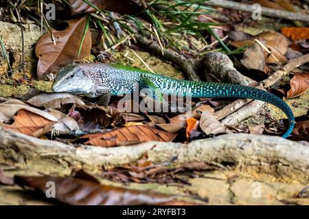 Bunte Ameiva ameiva südamerikanische Grundidechse aus nächster Nähe Stockfoto