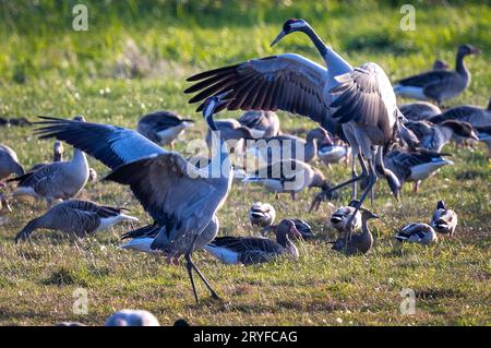 PRODUKTION - 28. September 2023, Mecklenburg-Vorpommern, Günz: Kranichfutter auf einem geernteten Maisfeld kurz vor Sonnenuntergang. Die grauen Kraniche (Grus grus) kommen derzeit aus Skandinavien und Osteuropa und ruhen in Mecklenburg-Vorpommern. Später ziehen sie in ihre Winterquartiere. Bis Ende Oktober werden voraussichtlich rund 100.000 Großvögel leben, und etwa 50.000 der Zugvögel werden auch im Landesinneren erwartet. Foto: Jens Büttner/dpa Stockfoto