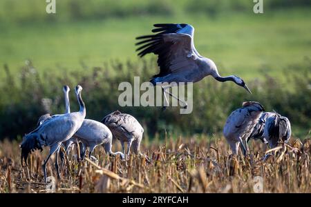 PRODUKTION - 28. September 2023, Mecklenburg-Vorpommern, Günz: Kranichfutter auf einem geernteten Maisfeld kurz vor Sonnenuntergang. Die grauen Kraniche (Grus grus) kommen derzeit aus Skandinavien und Osteuropa und ruhen in Mecklenburg-Vorpommern. Später ziehen sie in ihre Winterquartiere. Bis Ende Oktober werden voraussichtlich rund 100.000 Großvögel leben, und etwa 50.000 der Zugvögel werden auch im Landesinneren erwartet. Foto: Jens Büttner/dpa Stockfoto