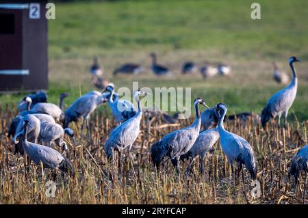 PRODUKTION - 28. September 2023, Mecklenburg-Vorpommern, Günz: Kranichfutter auf einem geernteten Maisfeld kurz vor Sonnenuntergang. Die grauen Kraniche (Grus grus) kommen derzeit aus Skandinavien und Osteuropa und ruhen in Mecklenburg-Vorpommern. Später ziehen sie in ihre Winterquartiere. Bis Ende Oktober werden voraussichtlich rund 100.000 Großvögel leben, und etwa 50.000 der Zugvögel werden auch im Landesinneren erwartet. Foto: Jens Büttner/dpa Stockfoto