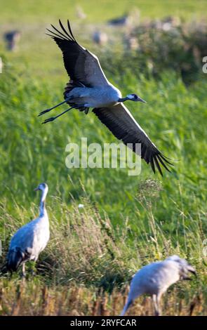 PRODUKTION - 28. September 2023, Mecklenburg-Vorpommern, Günz: Kranichfutter auf einem geernteten Maisfeld kurz vor Sonnenuntergang. Die grauen Kraniche (Grus grus) kommen derzeit aus Skandinavien und Osteuropa und ruhen in Mecklenburg-Vorpommern. Später ziehen sie in ihre Winterquartiere. Bis Ende Oktober werden voraussichtlich rund 100.000 Großvögel leben, und etwa 50.000 der Zugvögel werden auch im Landesinneren erwartet. Foto: Jens Büttner/dpa Stockfoto