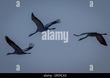 PRODUKTION - 28. September 2023, Mecklenburg-Vorpommern, Günz: Kraniche fliegen kurz vor Sonnenuntergang auf ein geerntetes Maisfeld, um nach Nahrung zu suchen. Die grauen Kraniche (Grus grus) kommen derzeit aus Skandinavien und Osteuropa und ruhen in Mecklenburg-Vorpommern. Später ziehen sie in ihre Winterquartiere. Bis Ende Oktober werden voraussichtlich rund 100.000 Großvögel leben, und etwa 50.000 der Zugvögel werden auch im Landesinneren erwartet. Foto: Jens Büttner/dpa Stockfoto