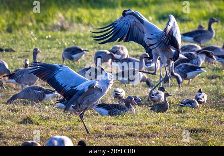 PRODUKTION - 28. September 2023, Mecklenburg-Vorpommern, Günz: Kranichfutter auf einem geernteten Maisfeld kurz vor Sonnenuntergang. Die grauen Kraniche (Grus grus) kommen derzeit aus Skandinavien und Osteuropa und ruhen in Mecklenburg-Vorpommern. Später ziehen sie in ihre Winterquartiere. Bis Ende Oktober werden voraussichtlich rund 100.000 Großvögel leben, und etwa 50.000 der Zugvögel werden auch im Landesinneren erwartet. Foto: Jens Büttner/dpa Stockfoto