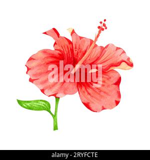 Aquarellillustration der Blume des roten Hibiskus. Handgezeichnete exotische tropische Pflanze isoliert auf weißem Hintergrund. Roter Hibiskus Stockfoto