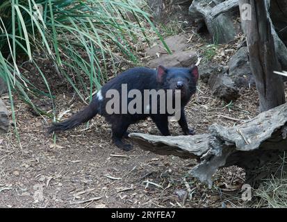 Tasmanian Devil – Beuteltiere, die in Tasmanien endemisch sind Stockfoto