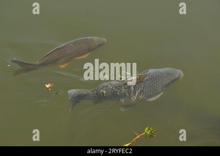 Karpfenfische schwimmen nebeneinander auf Teichoberfläche. Stockfoto