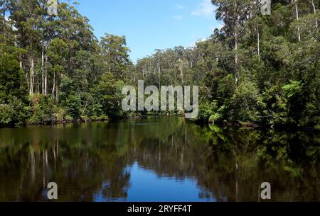 Arthur River mit der Vegetation, die sich wunderbar in der Sonne spiegelt. Nativer gemäßigter Regenwald mit Eukalyptus, myrte und Farnen. Stockfoto