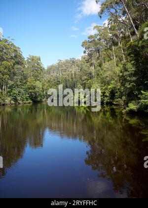 Arthur River mit der Vegetation, die sich wunderbar in der Sonne spiegelt. Nativer gemäßigter Regenwald mit Eukalyptus, myrte und Farnen. Stockfoto