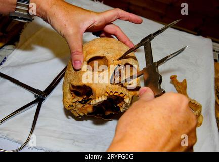 Die Arbeit mit menschlichen Knochen in der Anthropologie Stockfoto