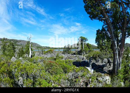 Pine Lake Walk Tasmania. Verdrehte und geknickte alte Bäume bilden einen Fluss aus Felsen, der neben einigen alpinen Pflanzen überlebt. Seltener sonniger Tag für diese Position Stockfoto