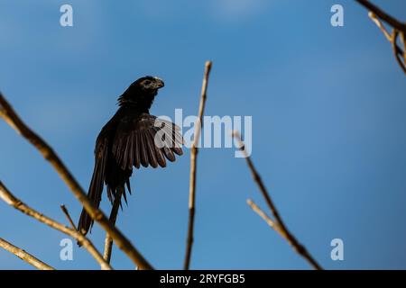 Glatte Ani (Crotophaga ani) mit ausgebreiteten Flügeln, Chapada dos GuimarÃ£es, Brasilien Stockfoto