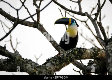 Weißkehlentukan (Ramphastos tucanus), der auf einem Ast thront Stockfoto