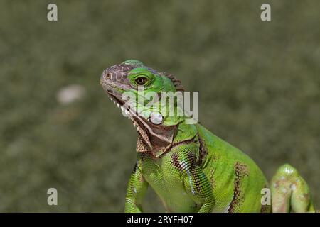 Nahaufnahme Porträt des jungen grünen Leguans (Leguana Leguana), Kamera zugewandt. Auf der Insel Aruba. Hellgrüne Schuppen, Gras im Hintergrund. Stockfoto
