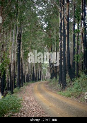 Tasmanischer Teufel - endemisch in Tasmanien Stockfoto