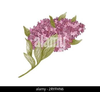 Aquarellblume mit Blättern, Zweige bündeln in rosa, violett, lila, abstrakte Illustration Hochzeitsdesign Stockfoto