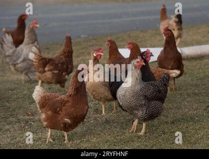 Freilandhühner und artgerechte Haltung Stockfoto