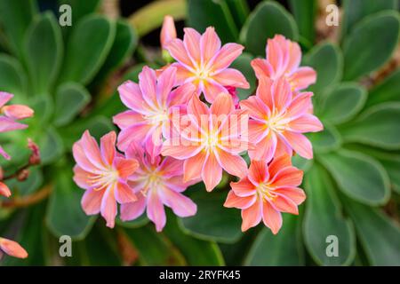Lewisia cotyledon blüht im Garten. Siskiyou lewisia Stockfoto