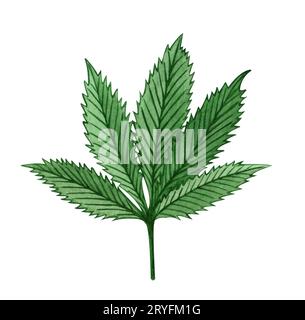 Aquarell Cannabisblatt auf weißem Hintergrund. Handgezeichnete Abbildung. Stockfoto