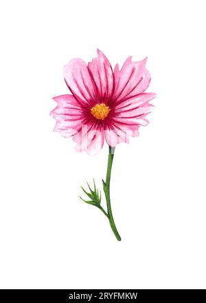 Aquarellkosmos Blume isoliert auf weißem Hintergrund. Handgezeichnete Singl Wildblume mit rosa Blüten und grünen Blättern Stockfoto