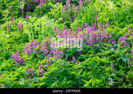 Blühende rote, tote Brennnessel - Lamium pureum Stockfoto