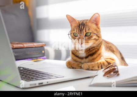 Die bengalische Katze in Brille arbeitet am Tisch am Computer Stockfoto
