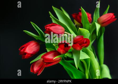 Wunderschönes Bouquet frischer roter Tulpen isoliert auf schwarzem Hintergrund Stockfoto
