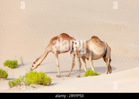 Zwei Kamele aus dem Nahen Osten in einer Wüste in Abu Dhabi, Vereinigte Arabische Emirate Stockfoto