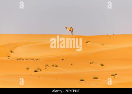 Kamel aus dem Nahen Osten auf der Düne in einer Wüste in den Vereinigten Arabischen Emiraten Stockfoto