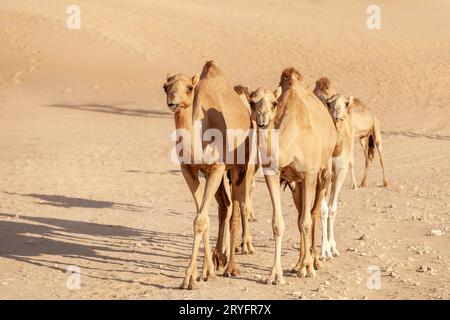 Kamele aus dem Nahen Osten, die in der Wüste in den Vereinigten Arabischen Emiraten spazieren Stockfoto