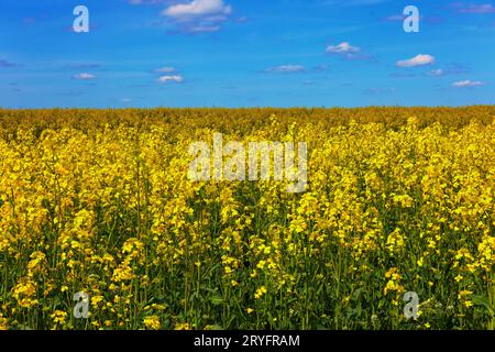 Blühendes Rapsfeld und blauer Himmel mit weißen Wolken Stockfoto