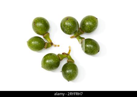 Lorbeersamen isoliert auf weißem Hintergrund. Laurus nobilis Samen Stockfoto