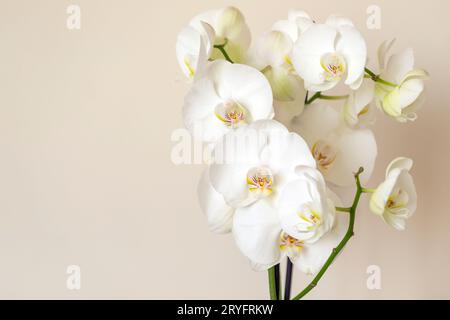 Blühende weiße phalaenopsis Orchidee vor pastellbeigem Hintergrund mit Kopierraum für den Text auf der linken Seite des Rahmens Stockfoto