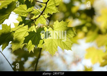 Frühlings-Ahorn-Blätter Stockfoto