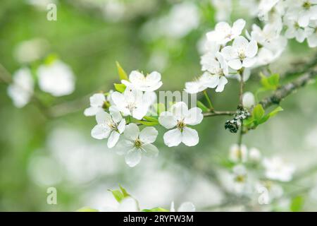 Kirschblüte im Frühling. Nahaufnahme auf einem Baumzweig. Stockfoto