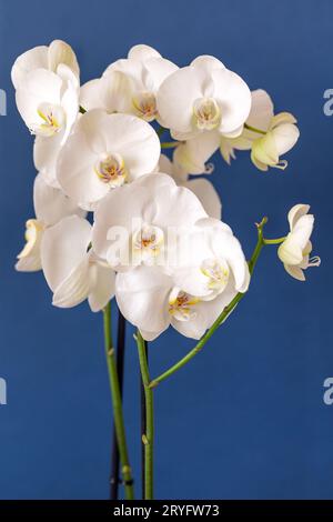 Blühende weiße phalaenopsis Orchidee vor blauem Hintergrund, vertikales Format Stockfoto