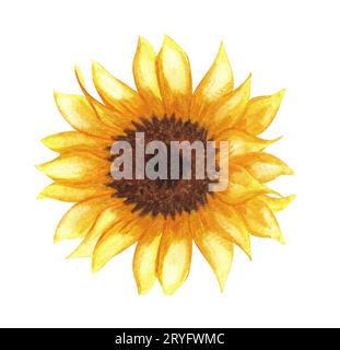 Aquarell Sonnenblume handbemalte Illustration, perfekt für Hochzeitseinladung, Grußkarte, Stoff, Textil, Sammelalbum. Stockfoto