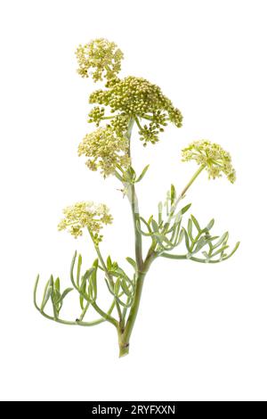 Fenchel aus frischem Meer oder Felsensapphire, isoliert auf weißem Hintergrund. Crithmum maritimum Stockfoto