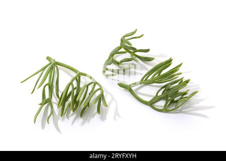 Fresh Sea Fenchel Blätter isoliert auf weißem Hintergrund. Crithmum maritimum Stockfoto