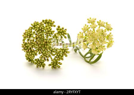 Meeresfenchel oder Rock Samphire Zweig isoliert auf weißem Hintergrund. Crithmum maritimum Stockfoto