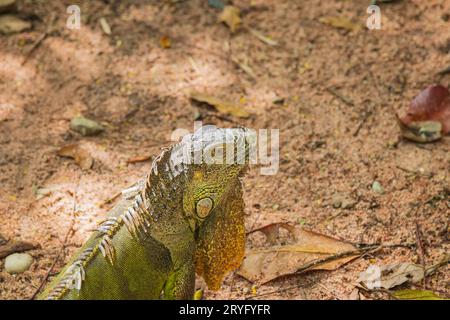 Nahaufnahme des grünen Leguans auf dem Boden. Stockfoto