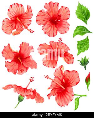 Rotes Hibiskus-Set in Aquarellfarben, tropische Blumen. Handgezeichnete große sonnige Blumen und grüne Blätter Stockfoto