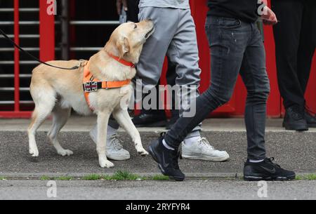 Ein Sniffer Dog, der im Broadfield Stadium vor dem Spiel der EFL League Two zwischen Crawley Town und Sutton United arbeitete. Die Drug/Pyro Detection Dogs wurden vom Club mitgebracht, um zu verhindern, dass Fans Rauchfackeln in die Spiele bringen. 30. September 2023 Stockfoto