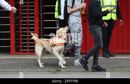 Ein Sniffer Dog, der im Broadfield Stadium vor dem Spiel der EFL League Two zwischen Crawley Town und Sutton United arbeitete. Die Drug/Pyro Detection Dogs wurden vom Club mitgebracht, um zu verhindern, dass Fans Rauchfackeln in die Spiele bringen. 30. September 2023 Stockfoto