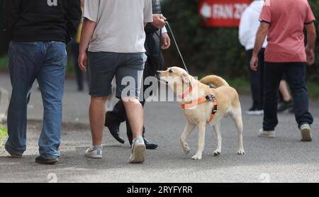 Ein Sniffer Dog, der im Broadfield Stadium vor dem Spiel der EFL League Two zwischen Crawley Town und Sutton United arbeitete. Die Drug/Pyro Detection Dogs wurden vom Club mitgebracht, um zu verhindern, dass Fans Rauchfackeln in die Spiele bringen. 30. September 2023 Stockfoto