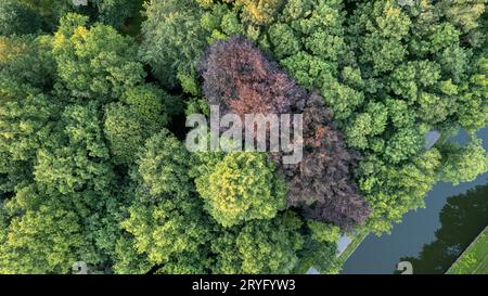 Sommer im Wald Luftaufnahme von oben. Mischwald, grüne Laubbäume. Sanftes Licht im Wald oder im Park. Drohne schießt ein Stockfoto